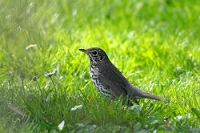 Turdus philomelos (Tordo bottaccio)